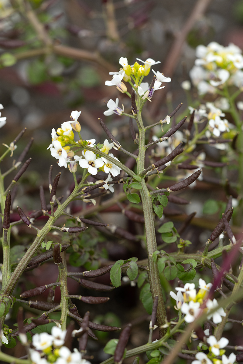 Image of Nasturtium officinale specimen.