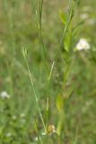 Dianthus armeria