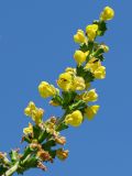 Phlomoides tadschikistanica