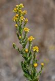 Dittrichia viscosa