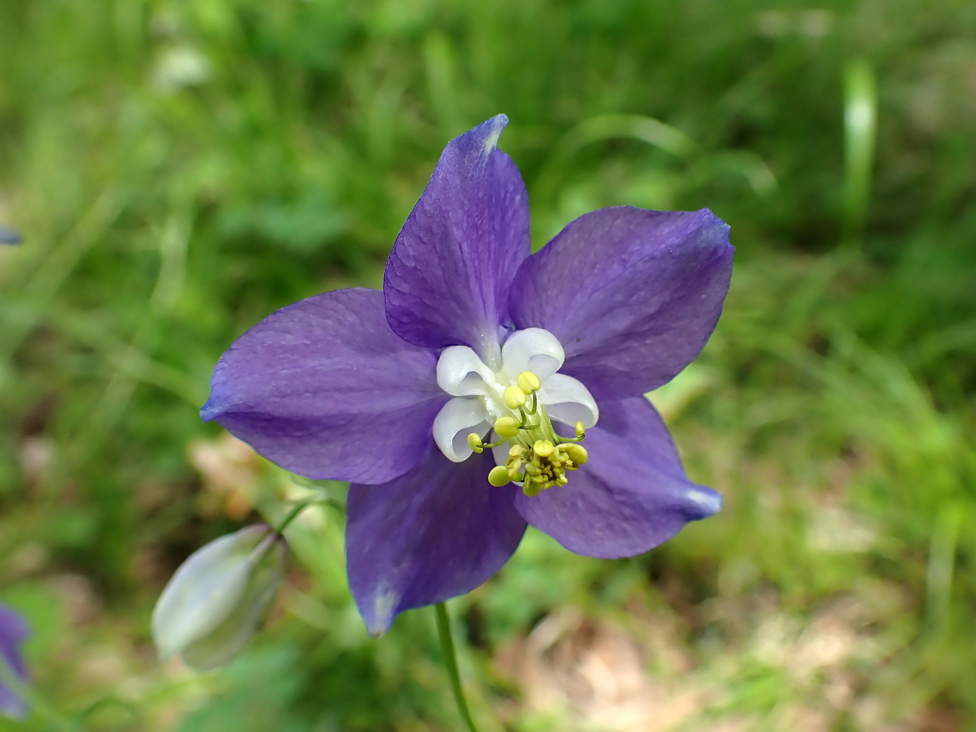 Image of Aquilegia parviflora specimen.