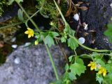 Saxifraga cymbalaria. Часть цветущего и плодоносящего побега. Грузия, край Самцхе-Джавахети, Ахалцихский муниципалитет, 80 м от водопада Чанчкери, луг, берег ручейка. 10 июня 2026 г.