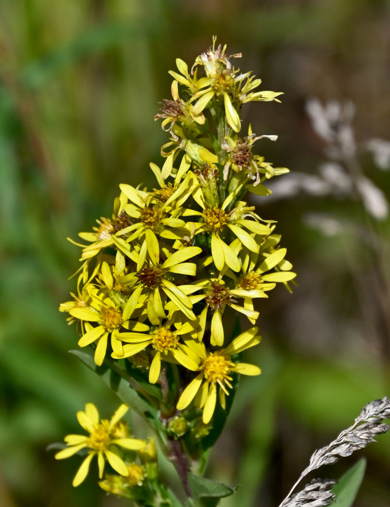 Image of Solidago virgaurea specimen.