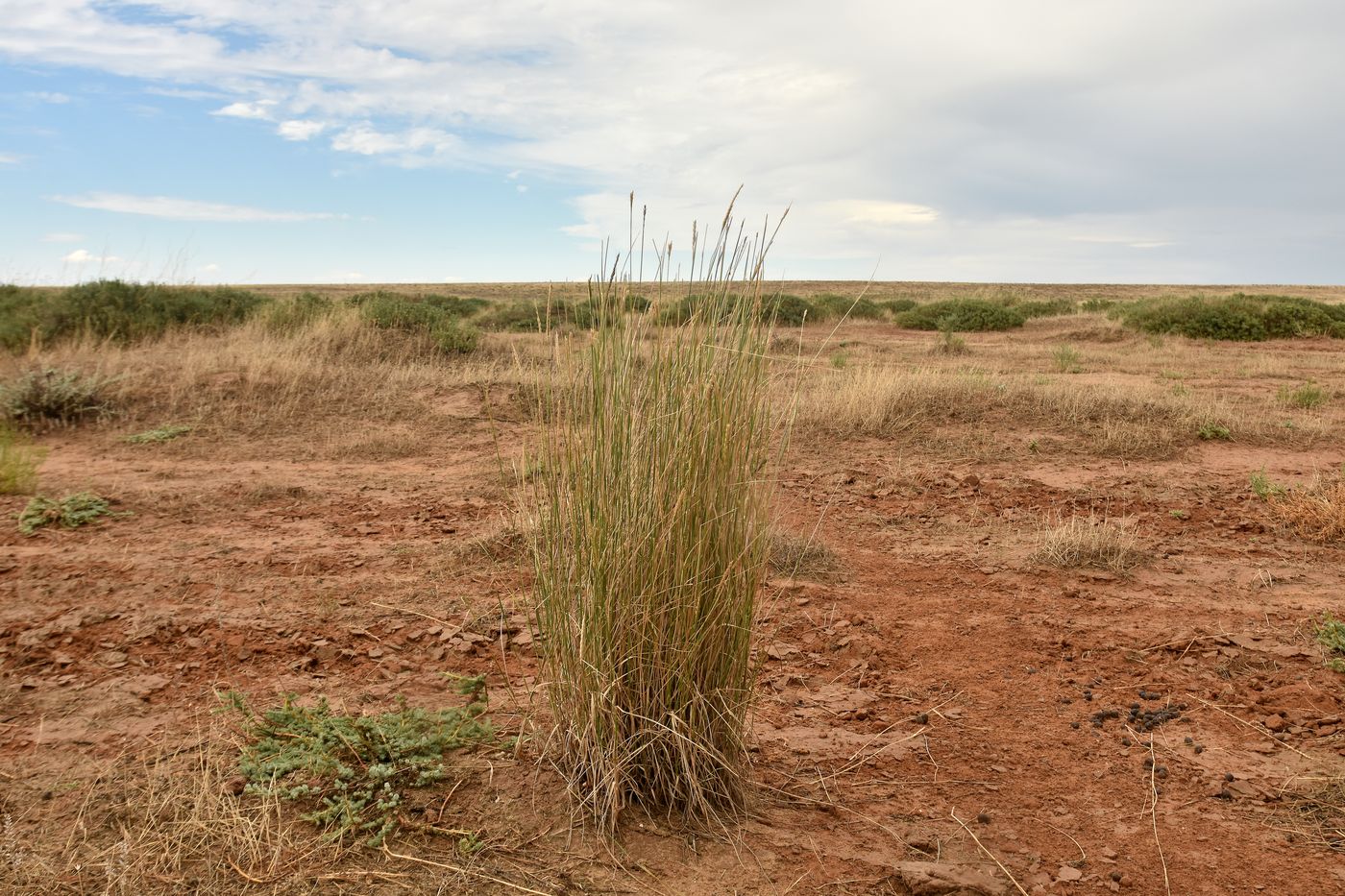 Image of Agropyron fragile specimen.
