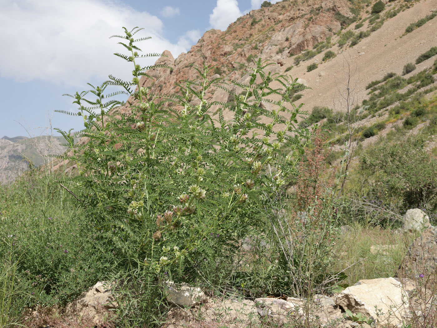 Image of genus Astragalus specimen.