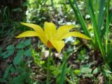 Tulipa anadroma