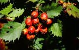 Crataegus submollis. Соплодие со зрелыми плодами. Московская обл., Раменский р-н, окр. дер. Хрипань, садовый участок. 09.09.2026.