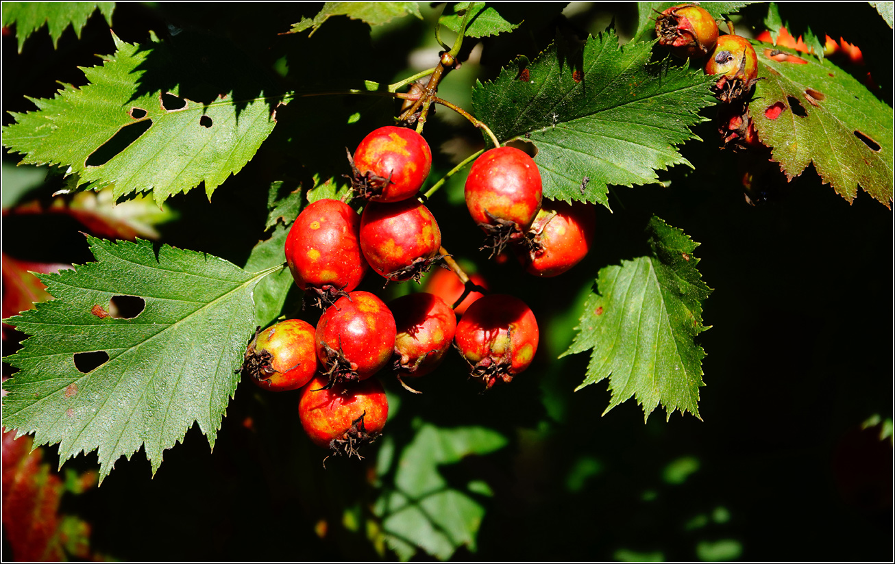 Изображение особи Crataegus submollis.