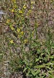 Verbascum sinuatum. Верхушка цветущего растения. Португалия, г. Лиссабон, сухой склон. 15.06.2026.