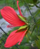 Hibiscus coccineus. Цветок со стороны чашечки. Краснодарский край, г. Сочи, парк \"Дендрарий\". 17.08.2026.