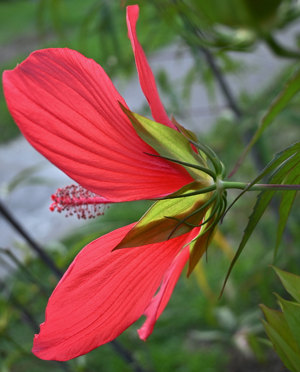 Image of Hibiscus coccineus specimen.