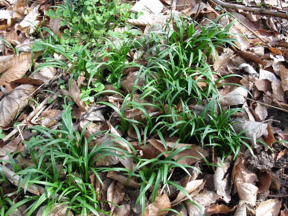 Изображение особи Galanthus caspius.