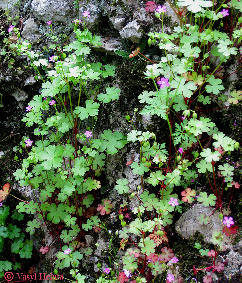 Image of Geranium lucidum specimen.