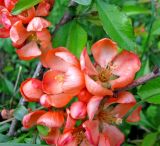 Chaenomeles japonica. Ветви с соцветиями. Ярославская обл., Некоузский р-н, окр. пос. Борок, дачный участок. 03.06.2011.