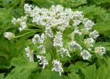 Heracleum mantegazzianum