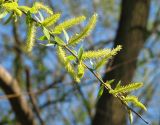Salix euxina