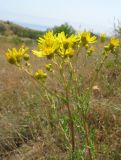 Senecio jacobaea. Верхушка цветущего растения. Крым, окр. Феодосии, Лисья бухта. 3 июля 2011 г.