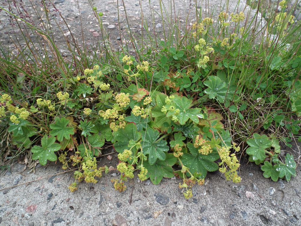 Image of genus Alchemilla specimen.