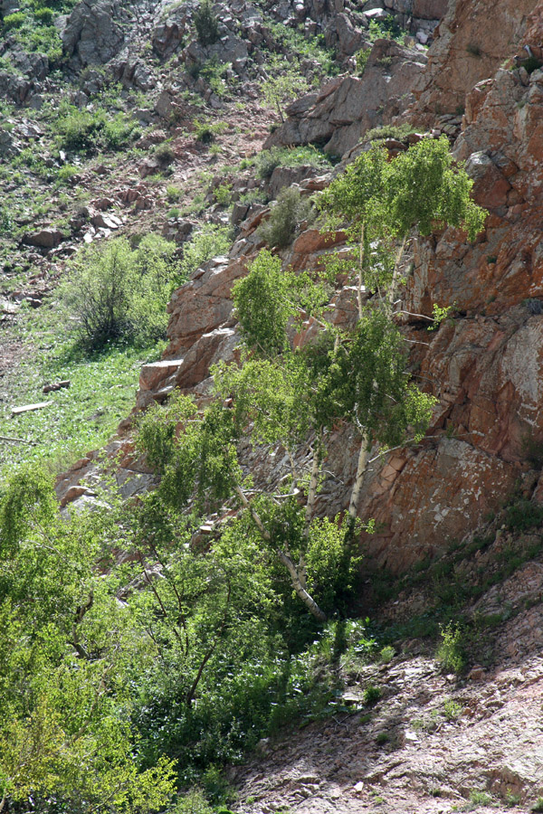 Изображение особи Betula tianschanica.