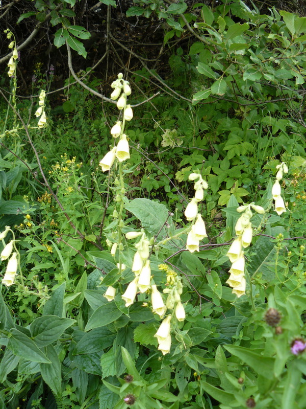 Image of Digitalis grandiflora specimen.