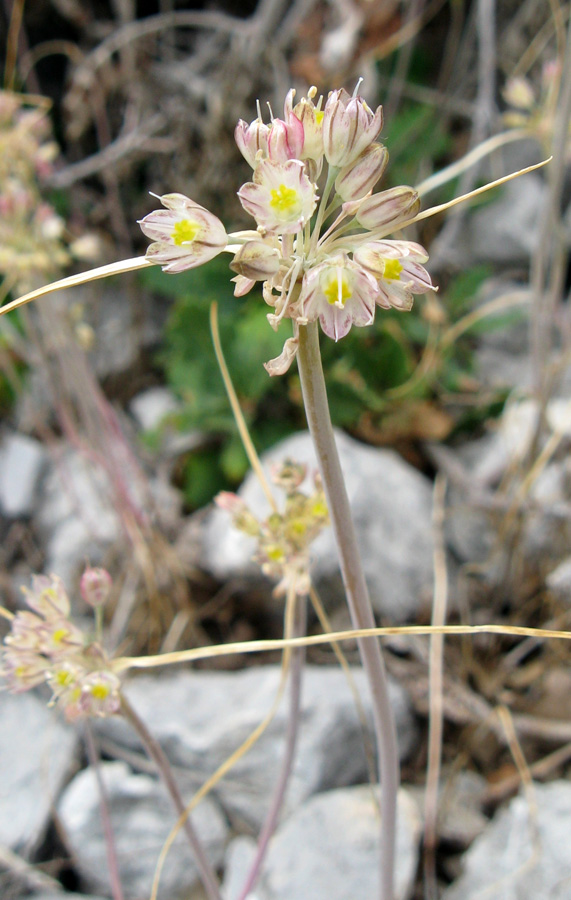 Изображение особи Allium rupestre.