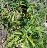 Gentiana macrophylla. Расцветающее растение. Иркутская обл., оз. Байкал, о-в Ольхон, падь Идибэ. 24.07.2011.