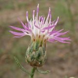 Centaurea majorovii. Соцветие. Украина, Донецкая обл., Славянский р-н, окр. с. Богородичное, песчаная терраса р. Северский Донец. 24.07.2010.