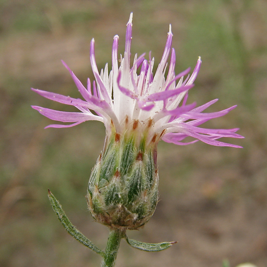 Изображение особи Centaurea majorovii.