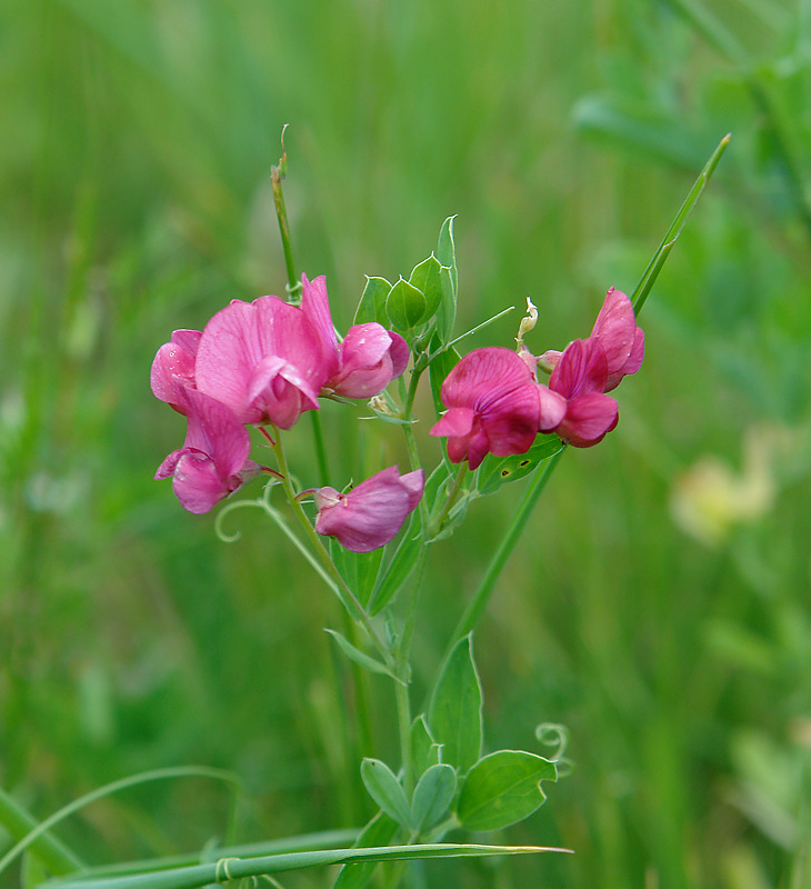 Покажи чина. Чина (Lathyrus). Чина клубненосная. Сорняк чина клубненосная. Чина клубненосная листья.