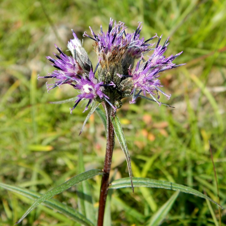 Изображение особи Saussurea alpina.