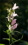 Campanula latifolia. Верхушка цветущего растения. Ленинградская обл., Кингисеппский р-н, Кургальский п-ов, окр. дер. Тисколово 08.07.2011.