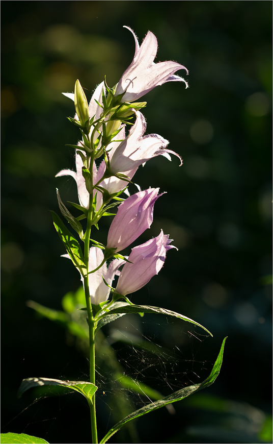 Image of Campanula latifolia specimen.