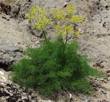 Ferula tenuisecta. Цветущее растение. Казахстан, Южно-Казахстанская обл., долина р. Боролдай. 02.05.2011.