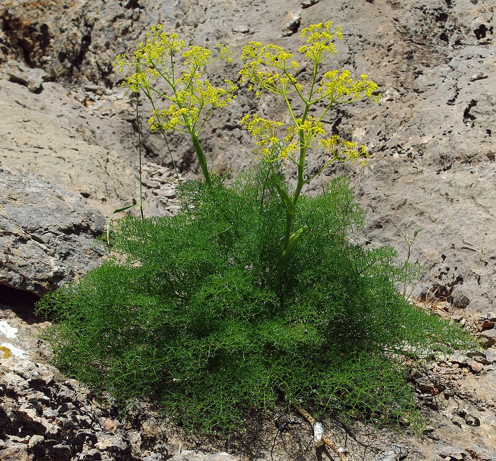 Image of Ferula tenuisecta specimen.