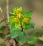 Euphorbia pachyrrhiza. Соцветие. Казахстан, Жамбылская обл., Кордайский р-н, хр. Жетыжол. 09.05.2011.