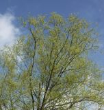 Salix euxina