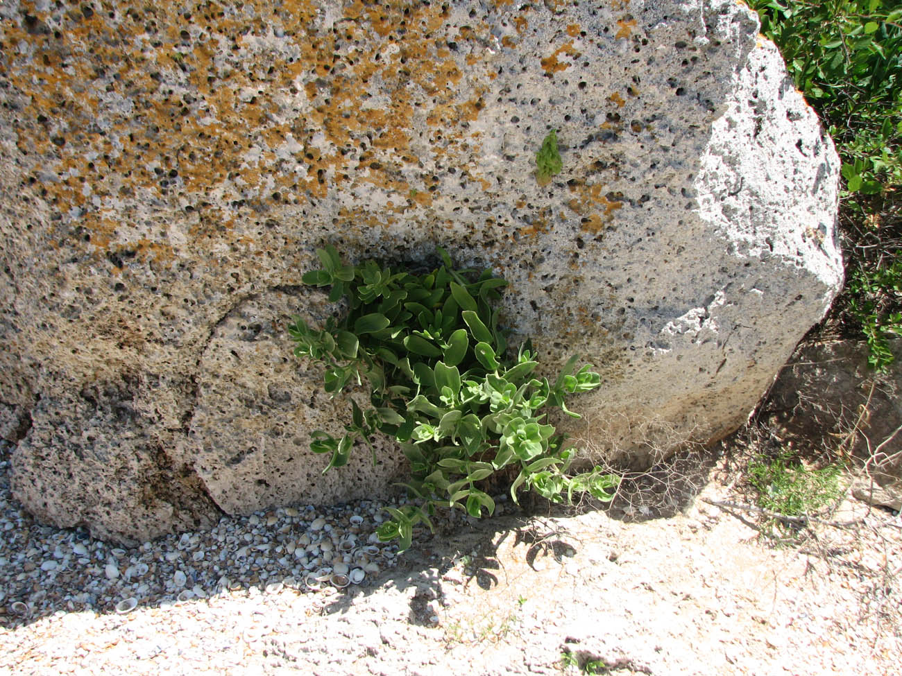 Изображение особи Gypsophila perfoliata.