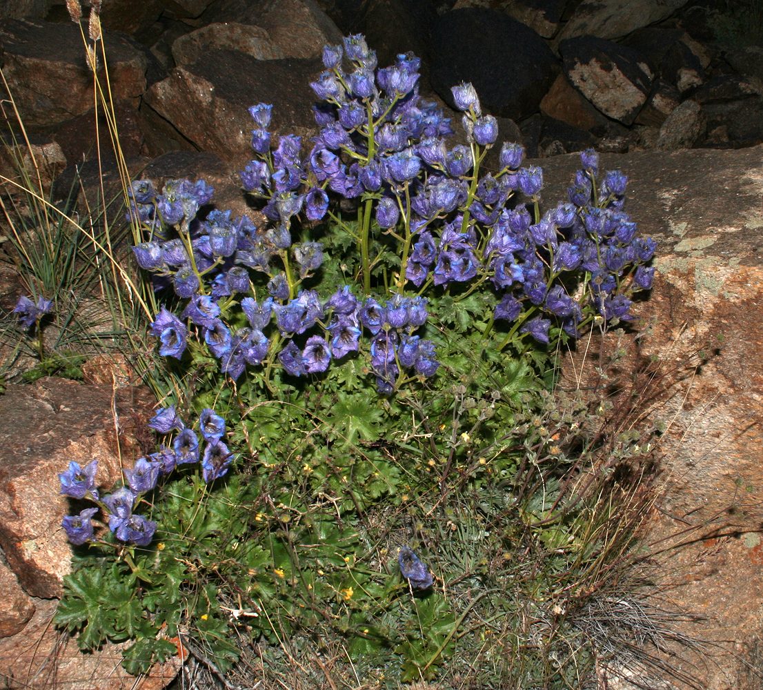 Изображение особи Delphinium brunonianum.