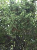 Juniperus rigida. Крона. Приморье, Владивосток, Ботанический сад. 23.08.2009.