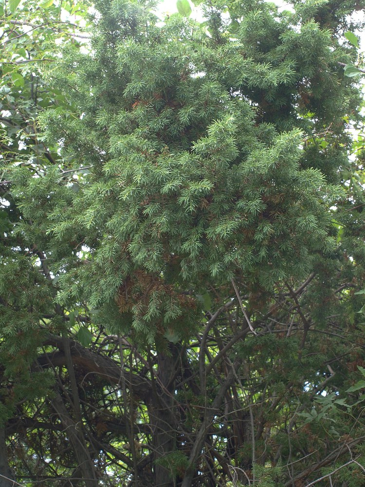 Image of Juniperus rigida specimen.