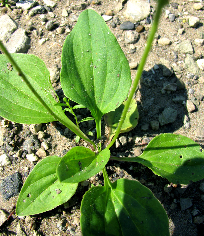 Image of Plantago uliginosa specimen.