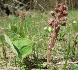 Petasites hybridus. Цветущее растение. Крым, Симферопольский р-н, окр. с. Краснолесье. 18 апреля 2010 г.