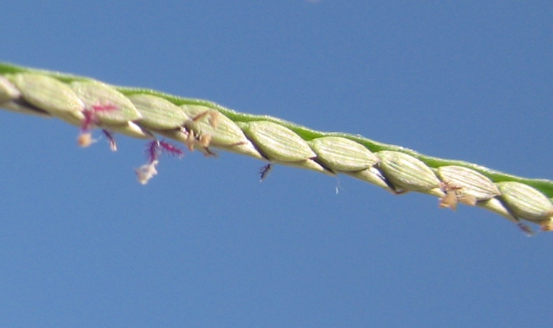 Image of Digitaria asiatica specimen.