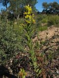 Dittrichia viscosa. Цветущее растение. Испания, Каталония, провинция Girona, Costa Brava, окрестности населённого пункта Sant Feliu de Guíxols, рудеральное местообитание у обочины дороги. 26 октября 2008 г.