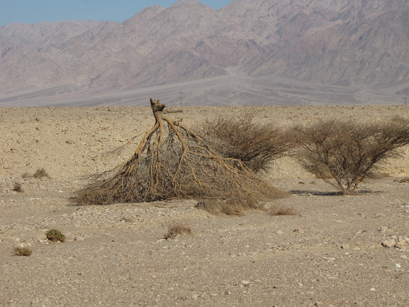 Image of Vachellia tortilis specimen.