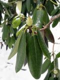 Rhododendron catawbiense