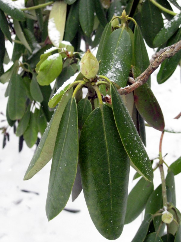 Изображение особи Rhododendron catawbiense.