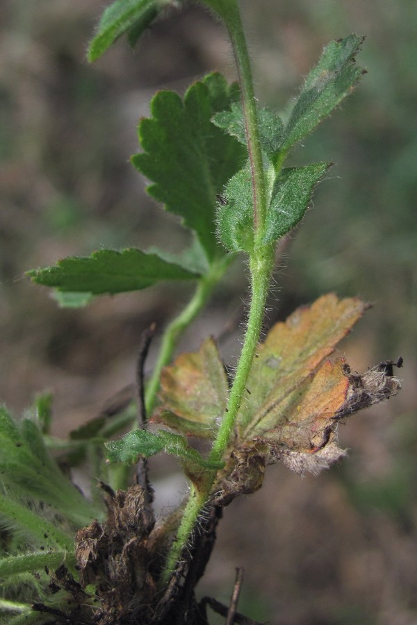 Изображение особи Potentilla depressa.