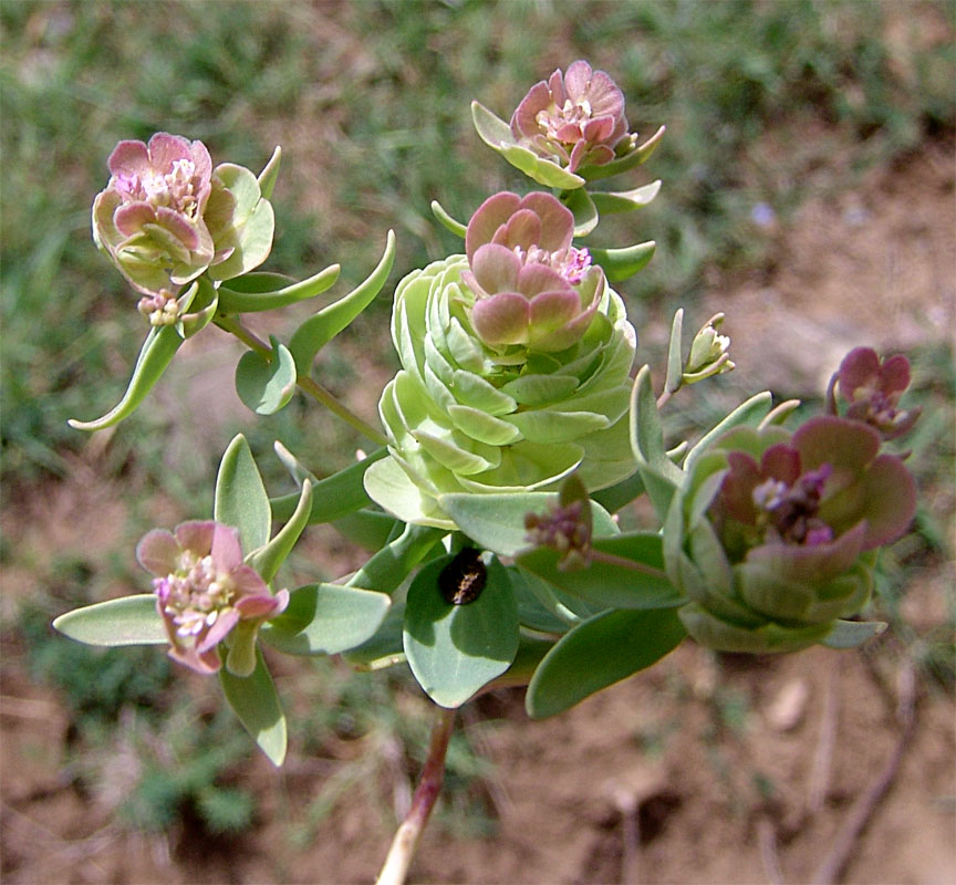 Изображение особи Aethionema arabicum.