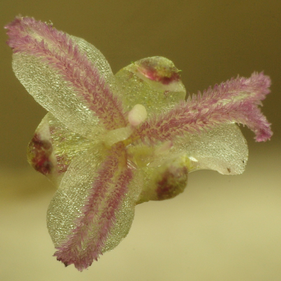 Image of Elodea canadensis specimen.